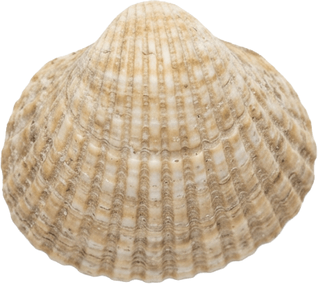 Merikarp